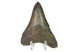3.12" Fossil Megalodon Tooth - South Carolina - #130087-2